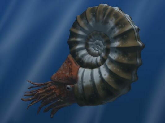 What an ammonite would have looked like while alive.